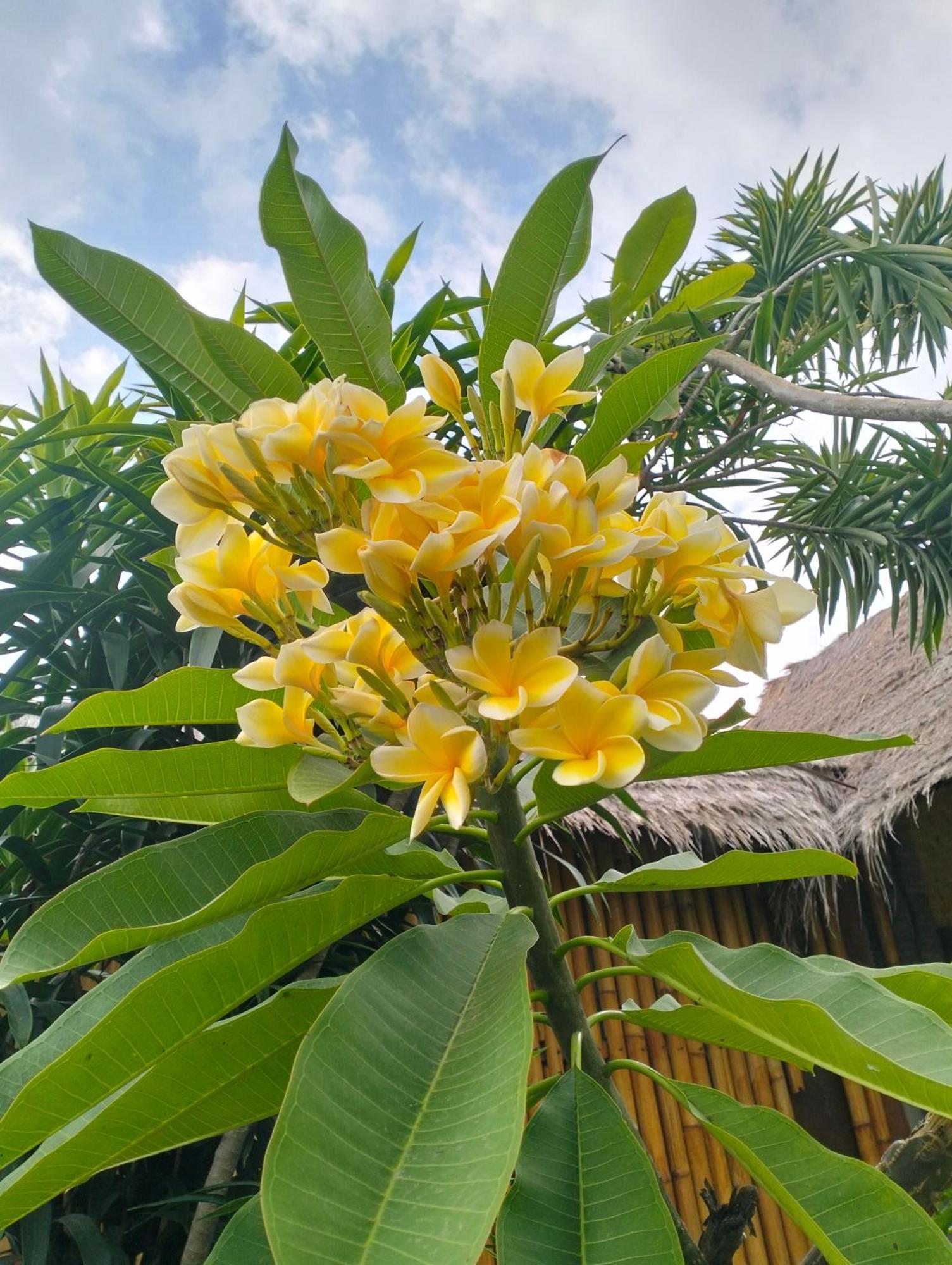 Tangga Bungalows ギリ・アイル エクステリア 写真